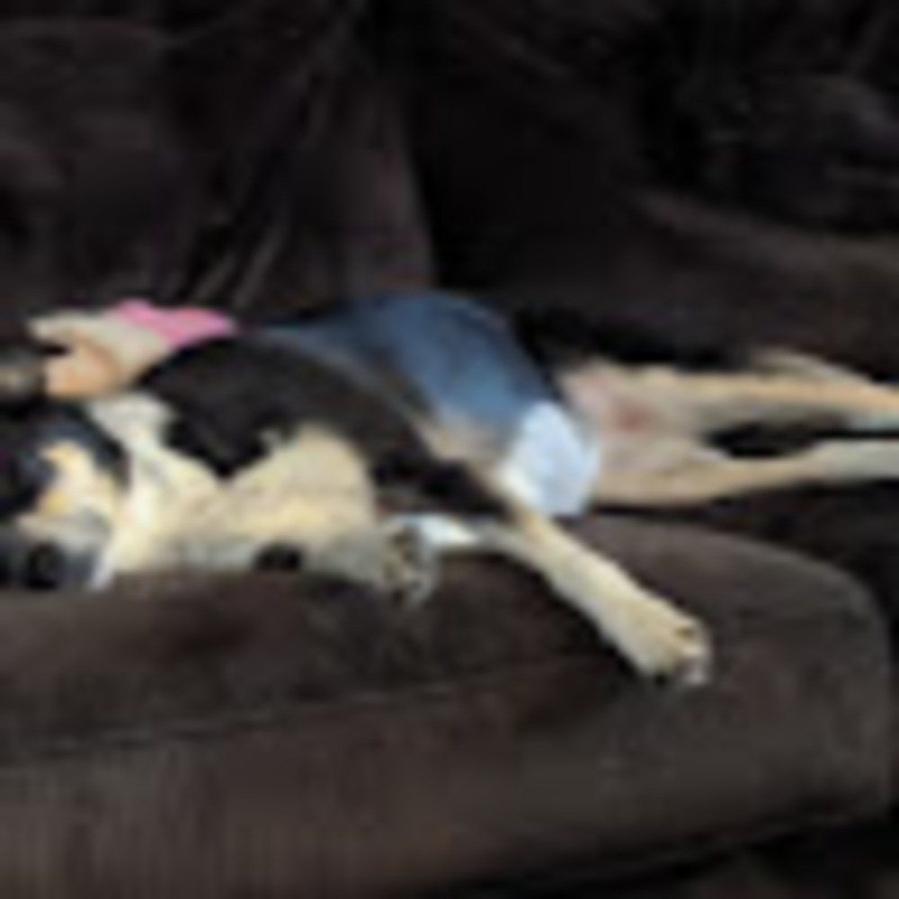 Meet your Posher, Nic